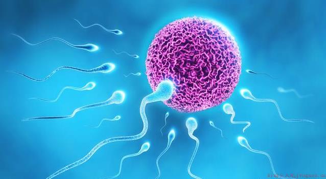 卵泡发育不良受孕了会影响胚胎质量吗