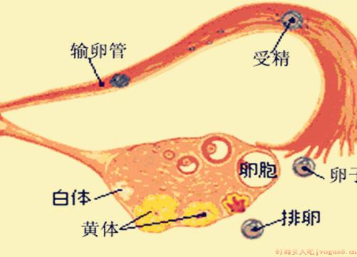 卵泡小会排卵吗?