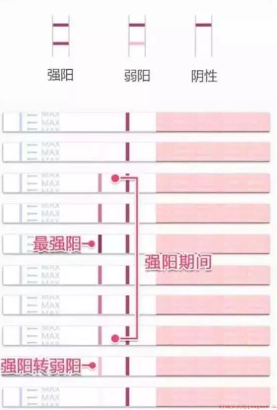 排卵试纸一直测不到强阳怎么回事