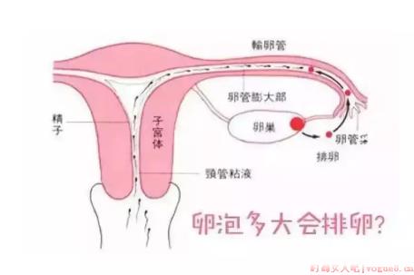 卵泡发育会影响怀孕吗 备孕吃什么促进卵泡生长