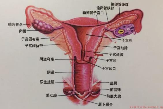 备孕多久不孕需要检查输卵管