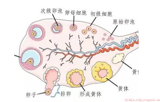 吃太多盐影响排卵吗 有卵泡不排卵严重吗