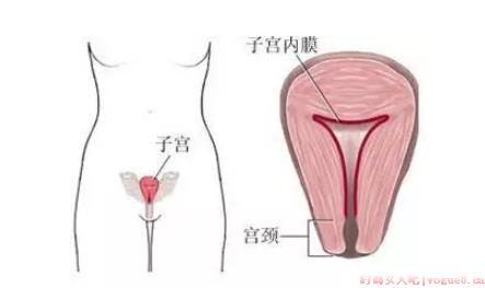 子宫内膜太薄和不来月经有关吗