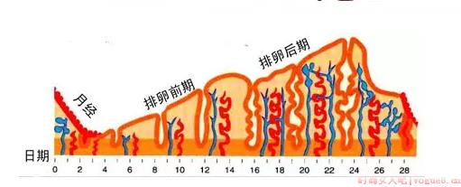 子宫内膜太厚需要刮宫吗