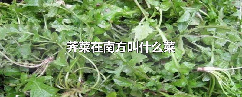 南方的荠菜叫什么？