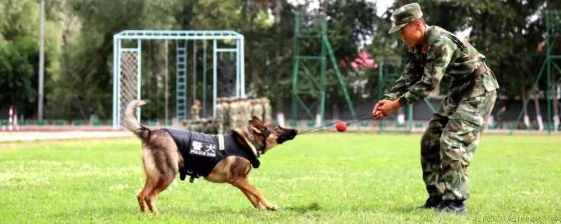 军犬和警犬的区别