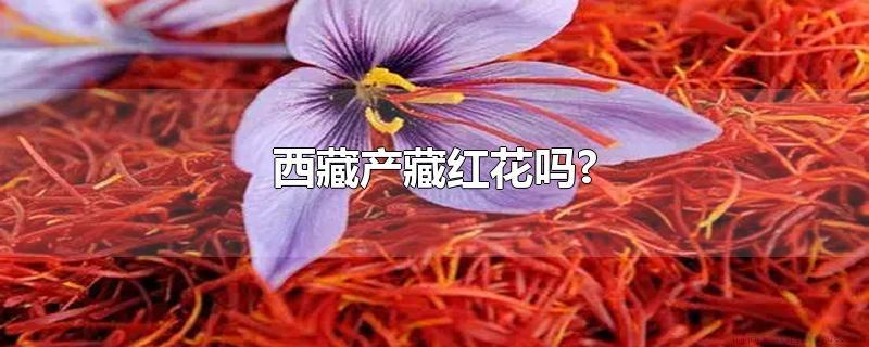 藏红花产自西藏吗？