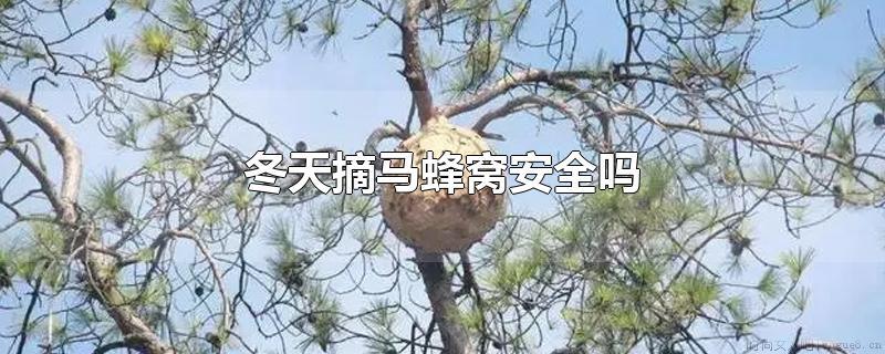 冬天摘马蜂窝安全吗