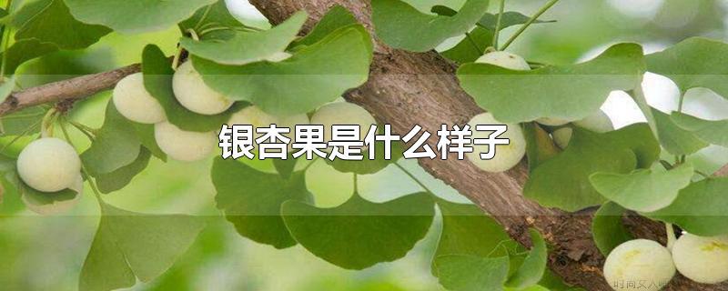 银杏长什么样？