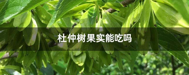 杜仲树果实能吃吗