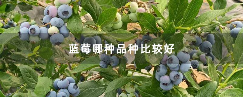 蓝莓哪种品种比较好