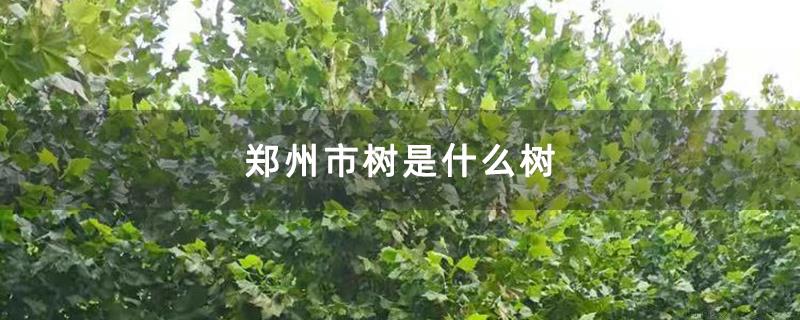 郑州市树是什么树