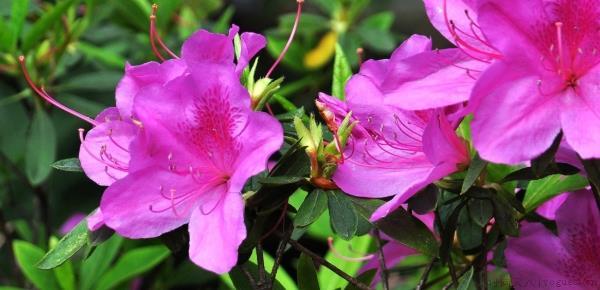 干杜鹃花枝条怎么开花