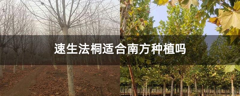 速生法桐适合南方种植吗