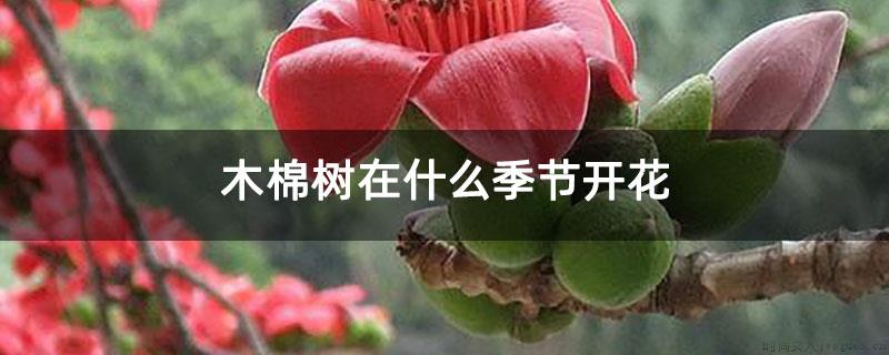 木棉树在什么季节开花