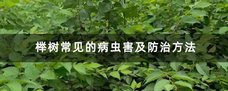 榉树常见的病虫害及防治方法