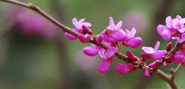 木本花卉秋季怎么扦插