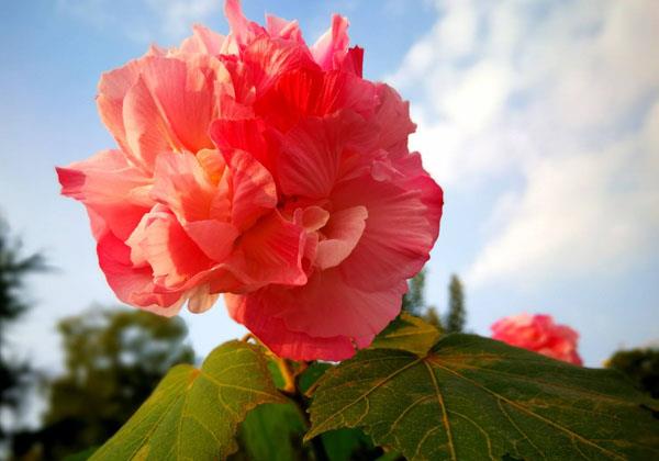 芙蓉花的花语是什么