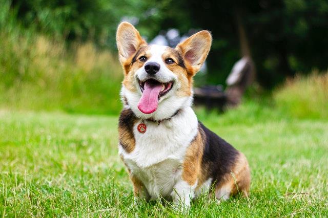 柯基犬好养吗？