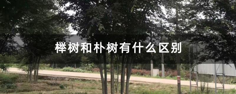 榉树和朴树有什么区别