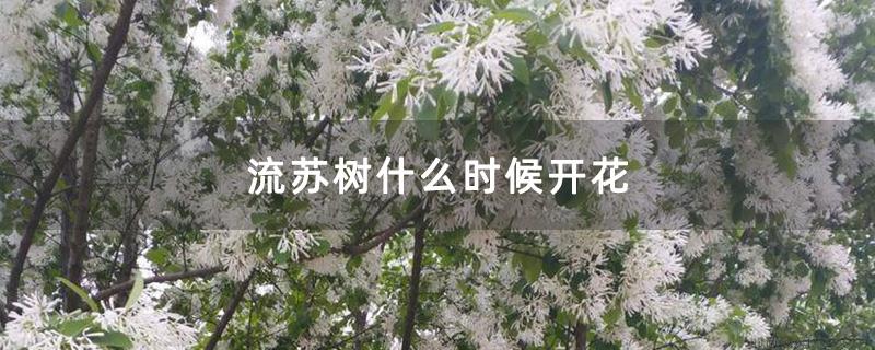 流苏树什么时候开花