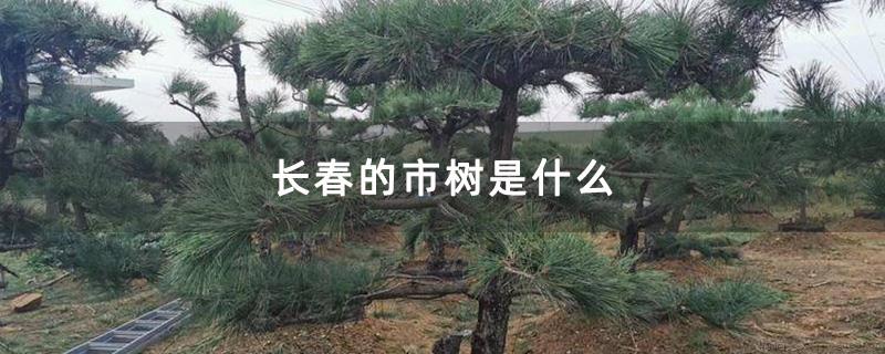 长春的市树是什么