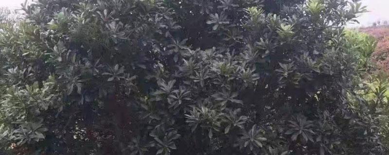 东魁杨梅北方可以种植吗