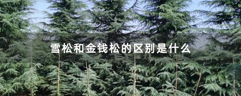 雪松和金钱松的区别是什么