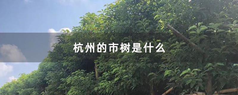 杭州的市树是什么