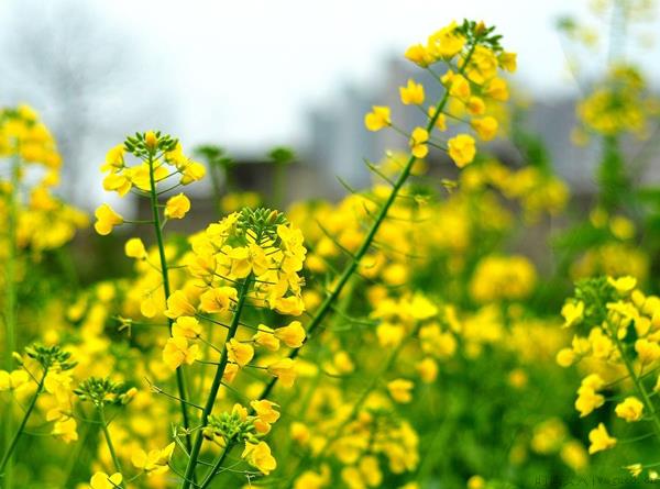 油菜花的花语是什么