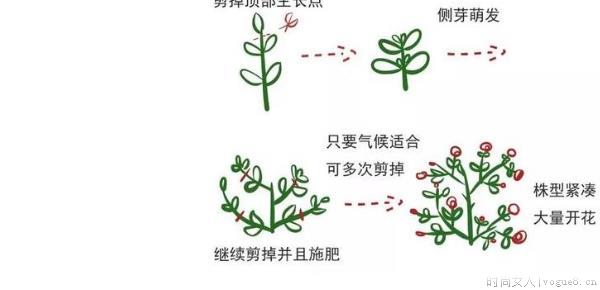 摘心打顶是什么意思