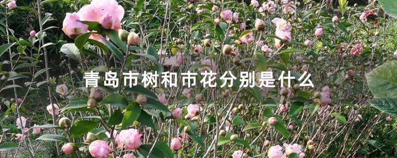 青岛市树和市花分别是什么