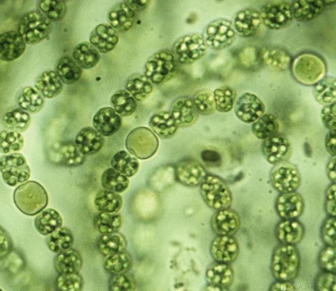 绿藻是真核还是原核