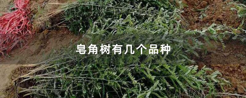 皂角树有几个品种