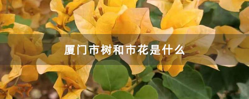 厦门市树和市花是什么