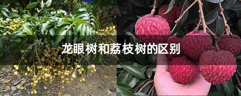 龙眼树和荔枝树的区别