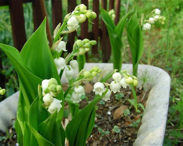 铃兰花的花语是什么