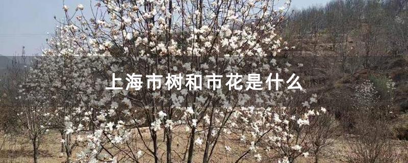 上海市树和市花是什么