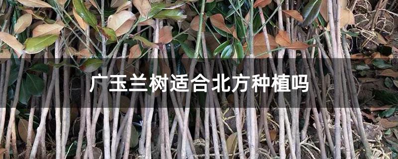 广玉兰树适合北方种植吗