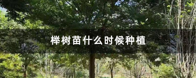 榉树苗什么时候种植