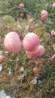 苹果成熟期在什么季节？