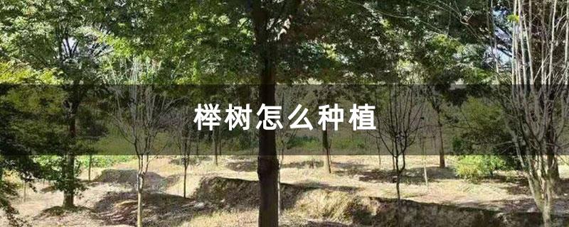 榉树怎么种植