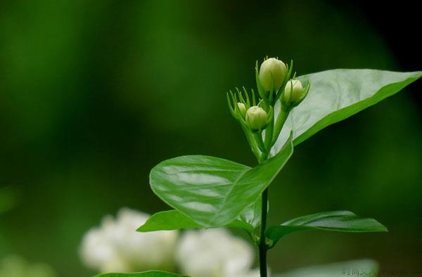 茉莉花的花语是什么