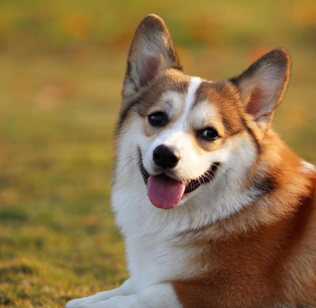 柯基犬日常饲养方法