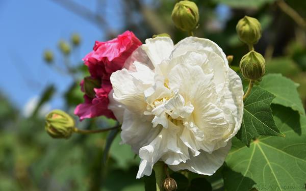 芙蓉的花语是什么