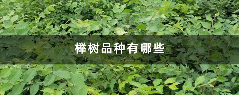 榉树品种有哪些