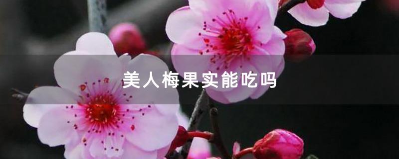 美人梅果实能吃吗