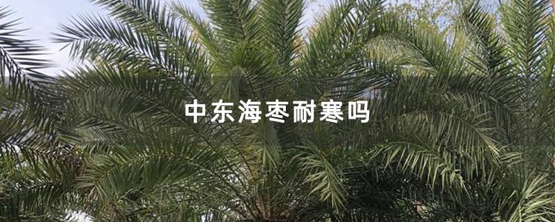 中东海枣耐寒吗