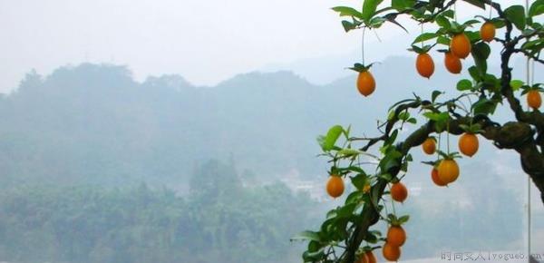 金弹子盆景怎么过夏天