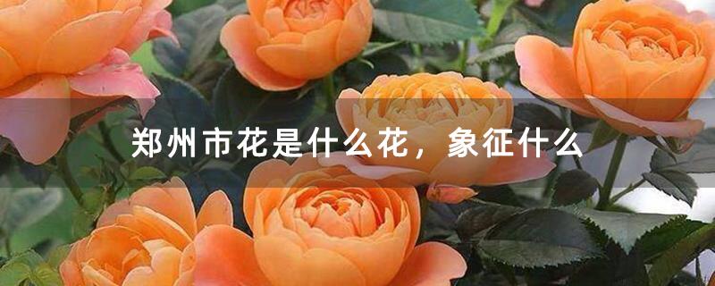 郑州市花是什么花，象征什么